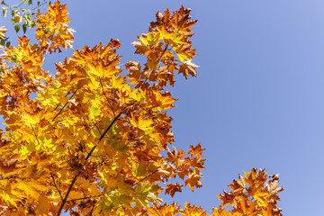 Autumn orange maple leaves against the blue sky