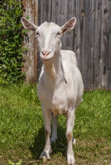 portrait of a white goat 
