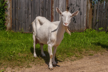 portrait of a white goat 