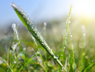 Ice crystals and dew drops on green grass close up. Nature background.