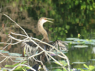 Anhinga
