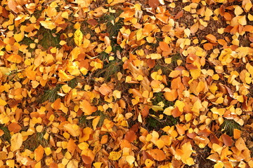 Autumn leaves.