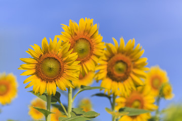 Beautiful sunflower field on blue sky