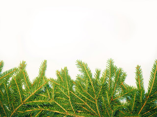 Fototapeta na wymiar Green Christmas fir tree branches on a white background