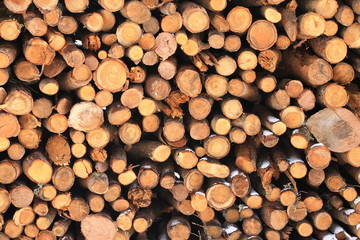 Firewood stacked in a woodpile