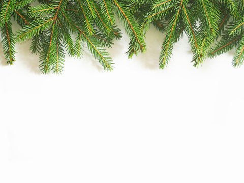 Green Christmas fir tree branches on a white background