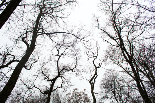 Fototapeta Autumn tree silhouettes in the forest