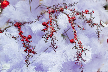 Christmas winter seasonal white fir tree with red rowan berries