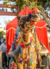 Decorated camel at Pushkar Fair
