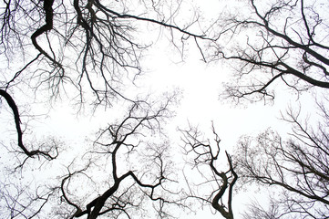 Autumn tree silhouettes in the forest