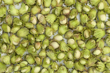 unripe green hazelnuts © dabjola
