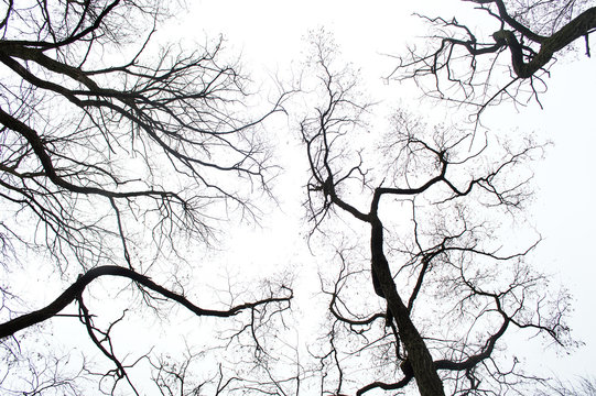Fototapeta Autumn tree silhouettes in the forest
