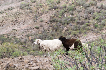 A pine tree in the mountains