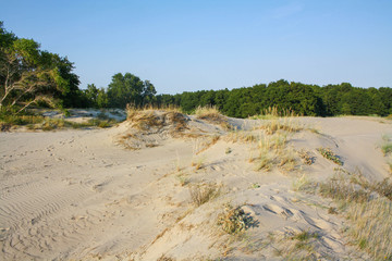 Beautiful white sand dune and tree over Baltic sea in the summer, landscape