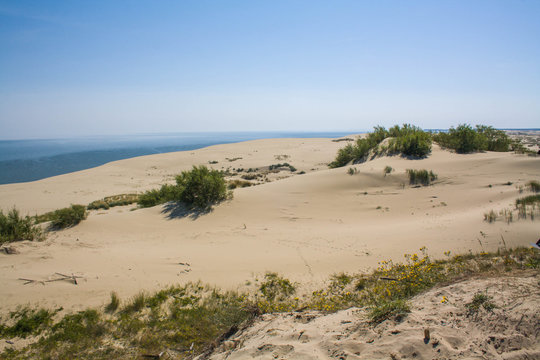 Beautiful white sand dune and tree over Baltic sea in the summer, landscape