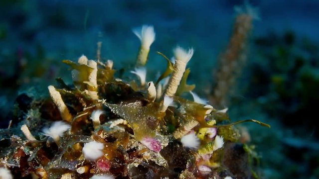 Fan worms in the sea