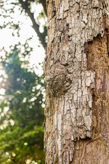 Obraz premium bark of tree