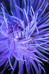 Flower bud with purple petals