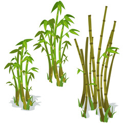 Fototapeta na wymiar Bamboo on white background. Vector isolated