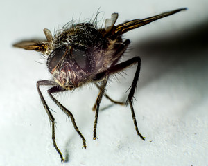 The fly