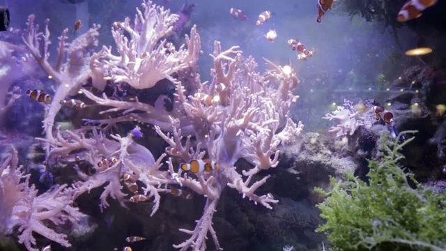 Коралл и экзотические рыбки в аквариуме. Футаж, видео, видеофутаж