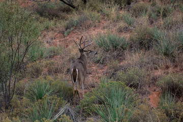 Palo Duro Canyon