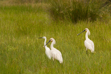 Three pretty white herons walking on the grass