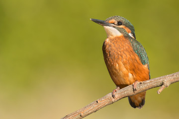 Kingfisher perched on a branch