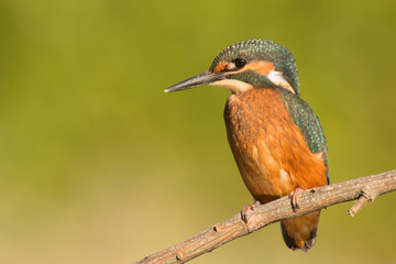 Kingfisher perched on a branch