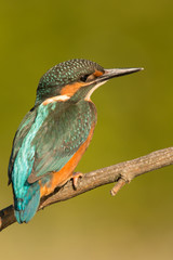 Kingfisher perched on a branch