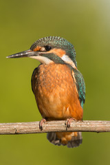 Kingfisher perched on a branch