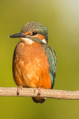 Kingfisher perched on a branch