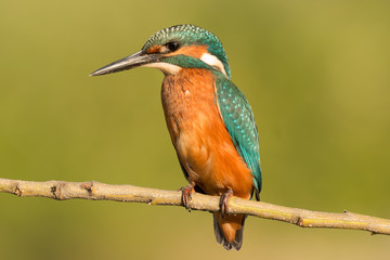 Kingfisher perched on a branch
