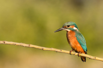 Kingfisher perched on a branch
