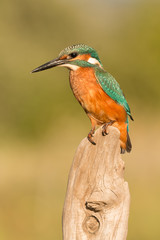 Kingfisher perched on a branch