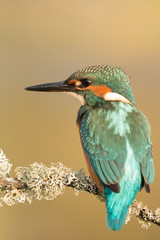 Kingfisher perched on a branch