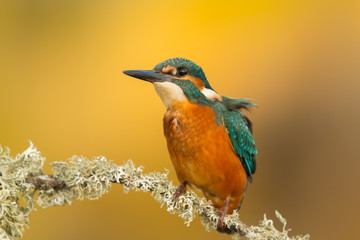Kingfisher perched on a branch