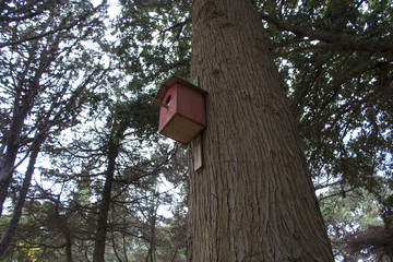 Red bird's house
