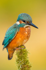 Kingfisher perched on a branch