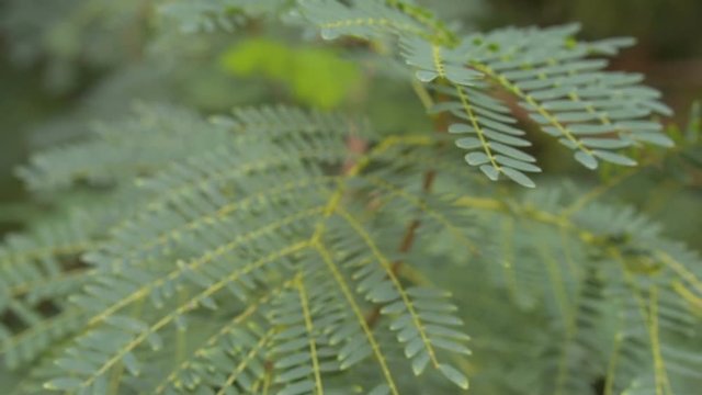 Closeup of green fern in tropical climate
