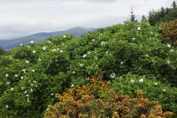Fototapeta na wymiar Wild Scottish roses