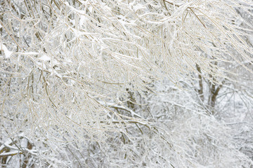 Tree branches frozen in the ice. Frozen tree branch in winter forest.
