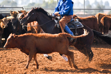 Cowboy roping a steer during a cowboy extreme competition