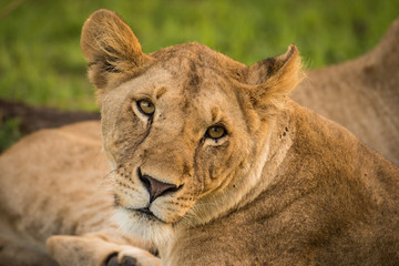 Fototapeta premium Africa