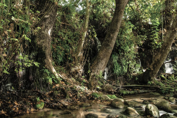 Fototapeta premium Hasbani (snir) river and reservation in north israel
