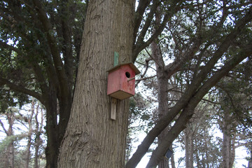 Red bird's house