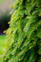 close-up of pine leaf texture with water drop after raining