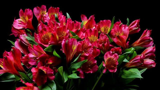 Time-lapse of pink and yellow Alstroemeria flowers blooming. Studio shot over black.