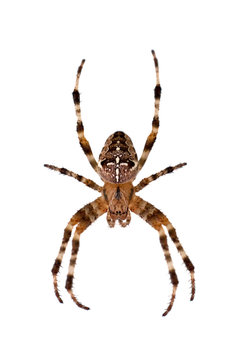 Spider isolated on white background