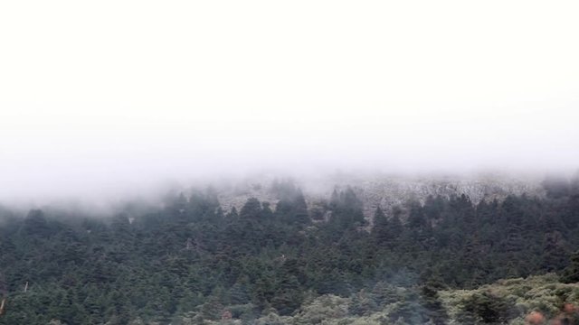 bosque de abres pinsapo bajo la niebla en Sierra de las Nieves en Andaluc&iacute;a,Espa&ntilde;a